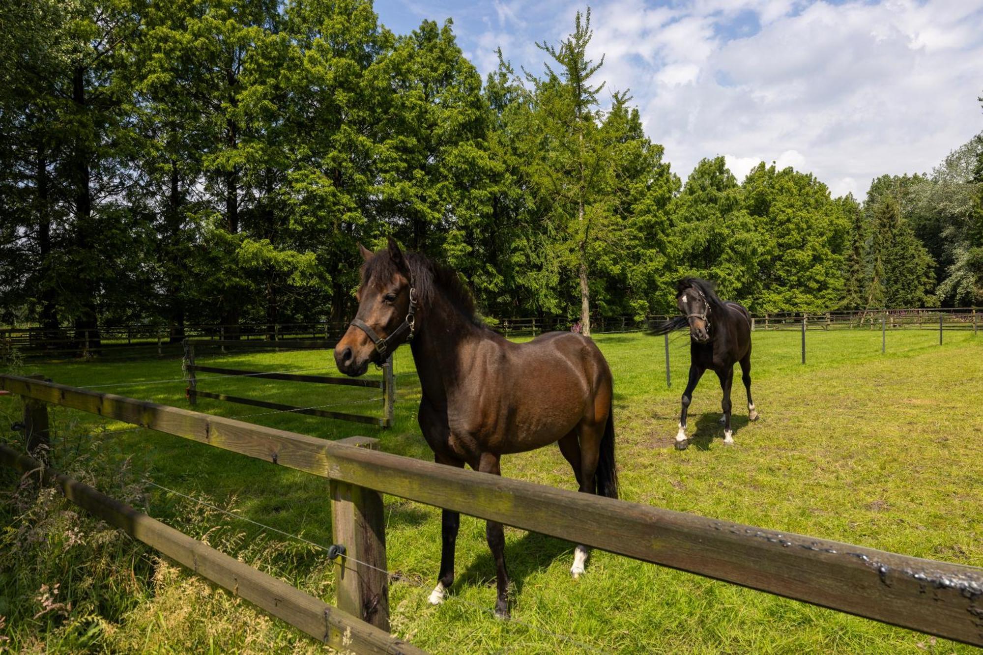 Luxe Hofstede Met Paardenstalling Lunteren Extérieur photo